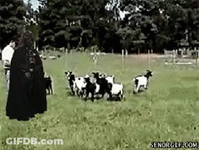 A Man In A Black Cape Is Standing In A Field With A Herd Of Goats GIF