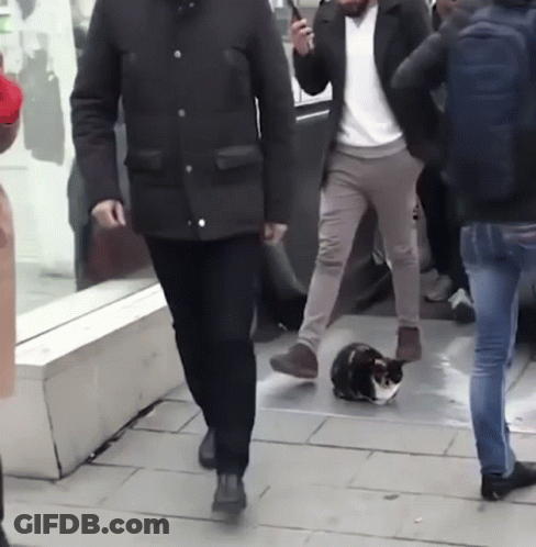 A Man In A Black Jacket Is Walking With A Cat On The Ground GIF
