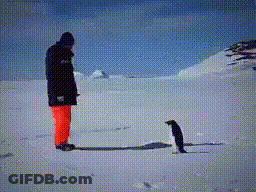 A Man In A Black Jacket Stands Next To A Penguin GIF
