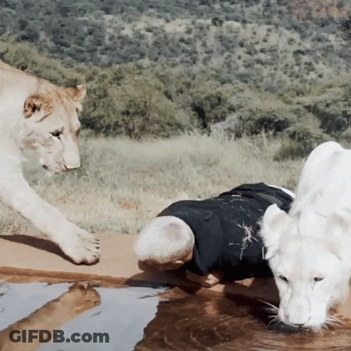 A Man In A Black Shirt Is Drinking Water From A Pond While A Lion Looks On GIF
