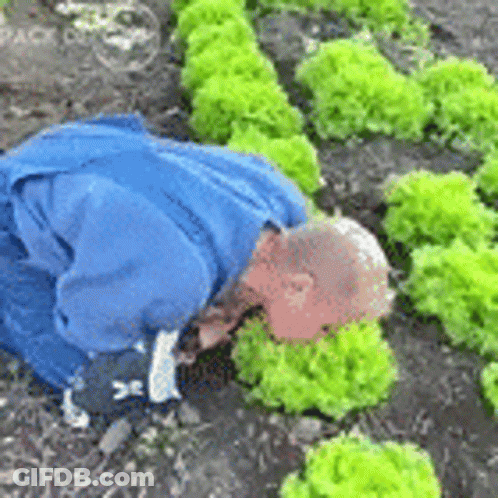 A Man In A Blue Jacket Is Kneeling Down In A Field Of Lettuce Plants . GIF