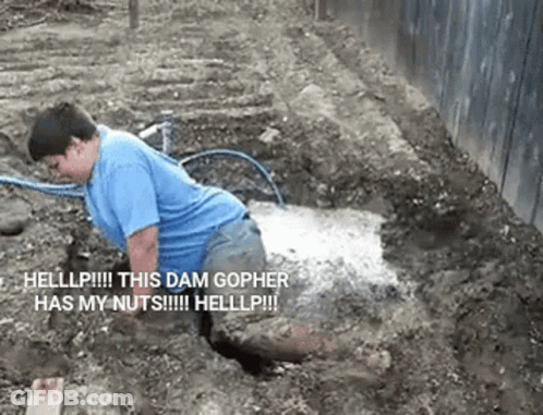 A Man In A Blue Shirt Is Kneeling In The Dirt With The Words Helllp This Dam Gopher Has My Nuts Written Below Him GIF