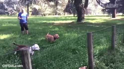 A Man In A Blue Shirt Stands In A Grassy Field With Two Dogs And A Sign That Says Army GIF