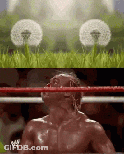A Man In A Boxing Ring With A Dandelion In The Background . GIF