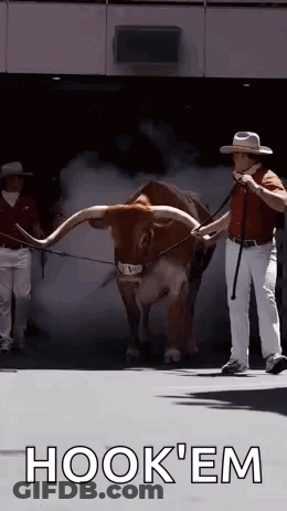 A Man In A Cowboy Hat Is Walking A Longhorn Bull On A Leash . GIF