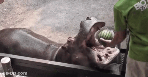 A Man In A Green Shirt Is Feeding A Hippopotamus A Watermelon GIF