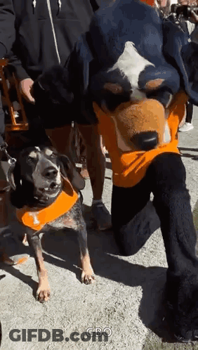 A Man In A Mascot Costume Is Kneeling Next To A Dog Wearing An Orange Bandana . GIF