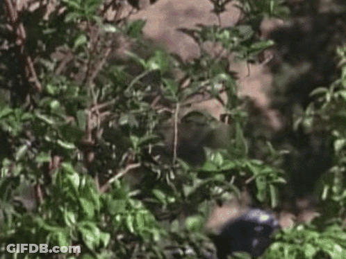 A Man In A Mask Is Standing In The Woods . GIF