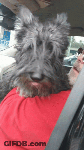 A Man In A Red Shirt Is Sitting In A Car With A Handicapped Sign In The Background GIF