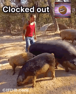 A Man In A Red Tank Top Stands In Front Of A Herd Of Pigs With The Words " Clocked Out " Above Them GIF