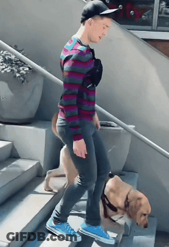 A Man In A Striped Shirt Is Walking Down Stairs With A Dog GIF