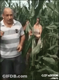 A Man In A Striped Shirt Stands In A Corn Field GIF