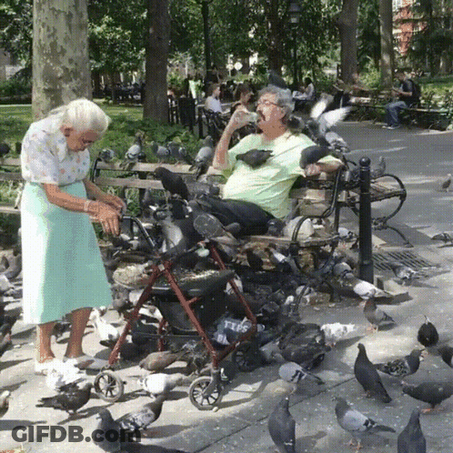 A Man In A Wheelchair Is Surrounded By Pigeons And A Woman Feeding Him GIF