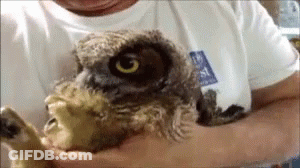 A Man In A White Shirt Is Holding An Owl In His Arms GIF