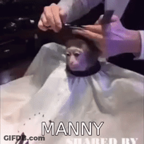 A Man Is Cutting A Monkey 'S Hair With A Pair Of Scissors .. GIF