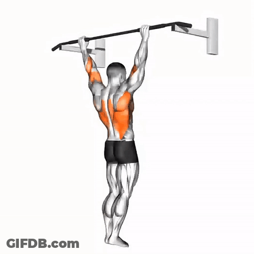A Man Is Doing A Pull Up On A Bar With Muscles Highlighted In Orange GIF