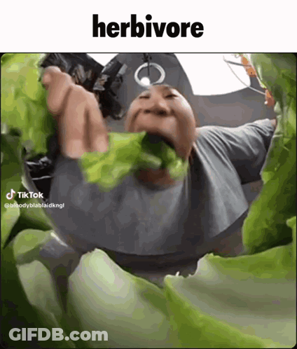 A Man Is Eating A Large Leaf Of Lettuce With The Caption Herbivore GIF