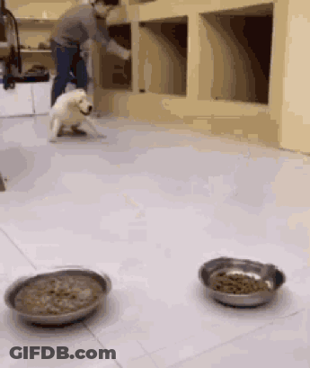 A Man Is Feeding A Dog In A Room With Two Bowls Of Food GIF