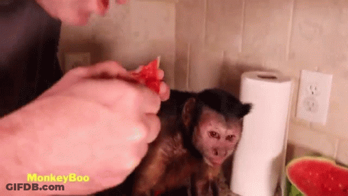 A Man Is Feeding A Monkey A Slice Of Watermelon On A Counter . GIF