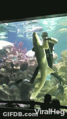 A Man Is Feeding A Shark In An Aquarium With The Words Viralhog Visible GIF