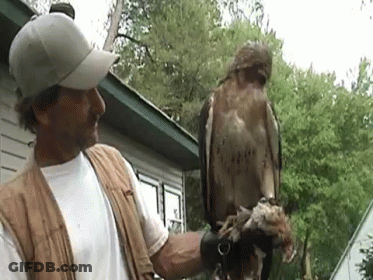 A Man Is Holding A Bird On His Hand . GIF