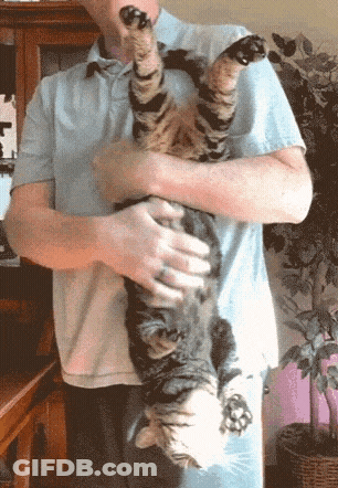 A Man Is Holding A Cat Upside Down On His Chest GIF