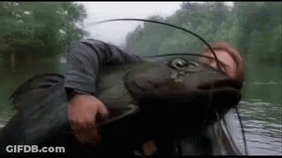 A Man Is Holding A Large Catfish In His Hands . GIF