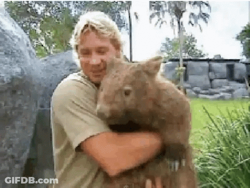 A Man Is Holding A Large Wombat In His Arms GIF