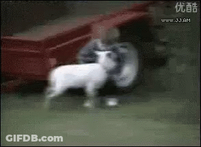 A Man Is Holding A Sheep In His Arms In Front Of A Red Truck . GIF