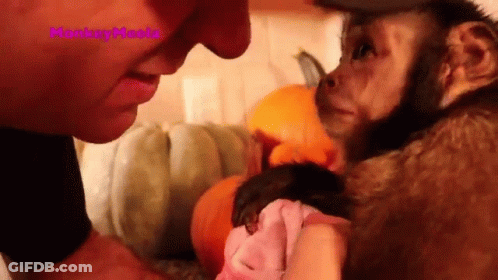 A Man Is Holding A Small Monkey In His Arms And The Monkey Is Wearing A Pink Shirt GIF