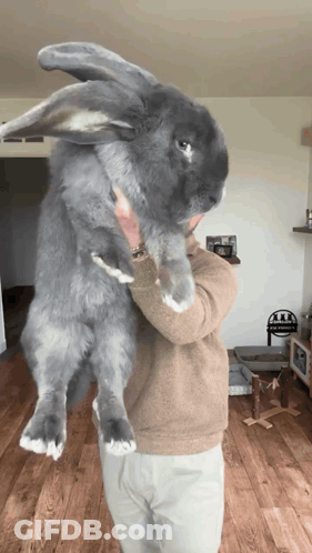 A Man Is Holding A Very Large Rabbit GIF