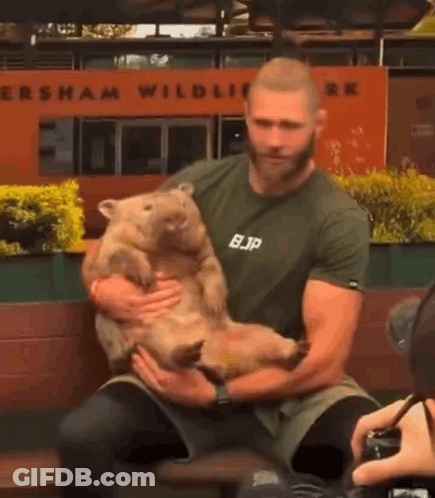 A Man Is Holding A Wombat In His Arms While Wearing A Bjp Shirt GIF