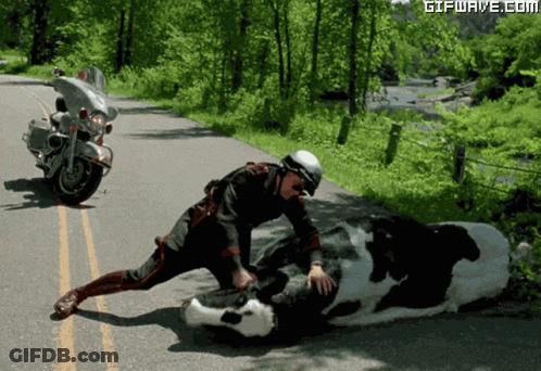 A Man Is Kneeling Down Next To A Cow On The Side Of The Road GIF