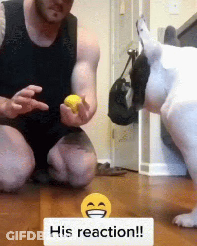 A Man Is Kneeling Down Next To A Dog With A Yellow Smiley Face That Says His Reaction !! GIF