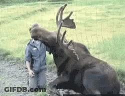 A Man Is Kneeling Down Next To A Large Moose With Antlers . GIF