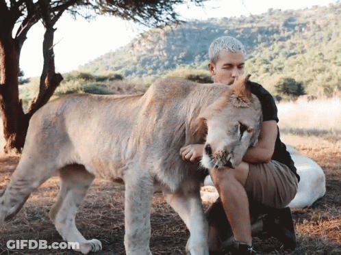 A Man Is Kneeling Down Next To A Lion In A Field GIF