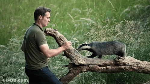 A Man Is Kneeling Next To A Badger On A Log GIF