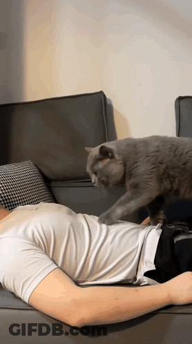 A Man Is Laying On A Couch And A Cat Is Standing On His Chest GIF