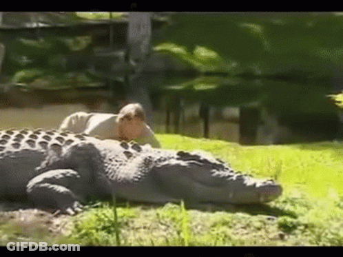 A Man Is Laying On Top Of A Large Alligator . GIF