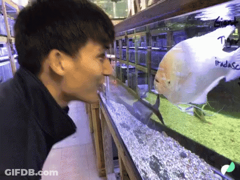 A Man Is Looking At A Fish Tank With The Word Iradaso Written On It GIF
