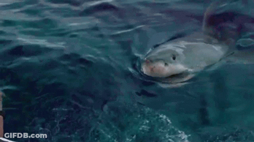 A Man Is Looking At A Large Shark In The Ocean . GIF