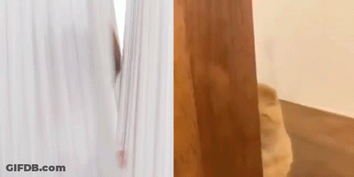 A Man Is Peeking Out From Behind A Curtain Next To A Dog . GIF