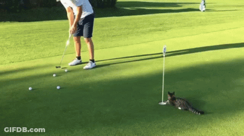 A Man Is Putting Golf Balls On A Green While A Cat Sits On The Green GIF