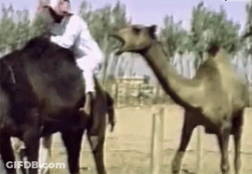 A Man Is Riding A Camel In The Desert While Another Camel Looks On . GIF