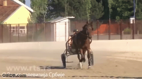 A Man Is Riding A Horse Drawn Carriage With The Website Www.rts.rs Visible In The Background GIF