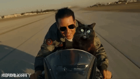 A Man Is Riding A Motorcycle With A Black Cat On His Back And The Hashtag #Owlkitty GIF