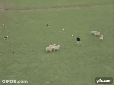 A Man Is Riding A Sheep In A Field While Holding A Rope . GIF