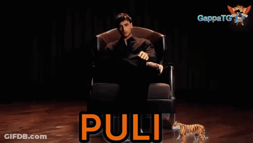 A Man Is Sitting In A Chair With A Tiger Behind Him And The Word " Pulli " In Orange GIF