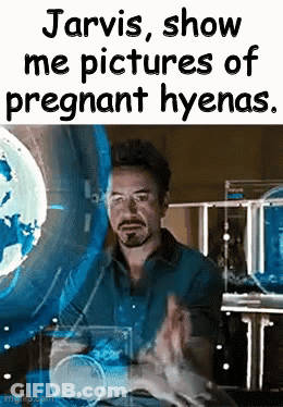 A Man Is Sitting In Front Of A Screen That Says Jarvis Show Me Pictures Of Pregnant Hyenas GIF