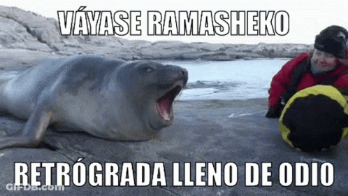 A Man Is Sitting Next To A Seal With Its Mouth Open On A Beach . GIF